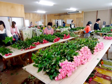 バラの花が香る作業場。様々なバラが並ぶ。